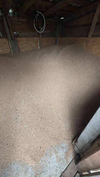 Grâu de vânzare 2025