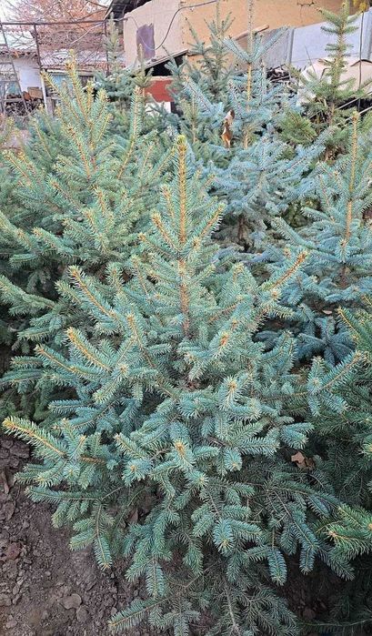 Спасем экологию! Голубые ели европейского элитного сорта