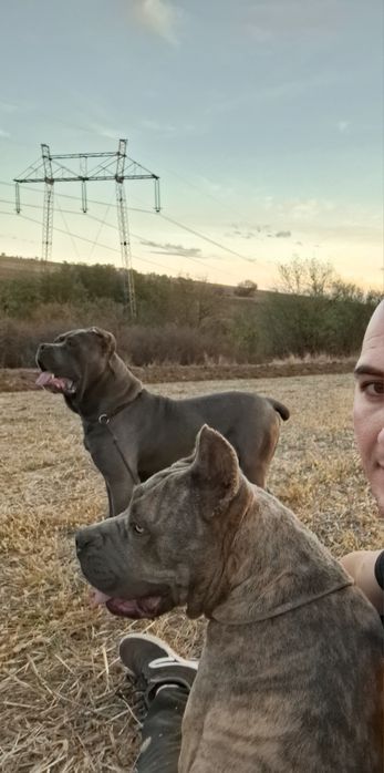 Кане корсо чистокръвни