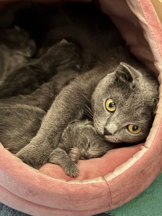 Scottish fold,strike