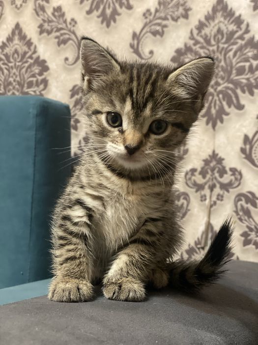Отдам котят в хорошие руки