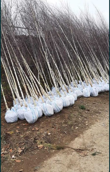 Plante ornamentale de calitate pentru amenajări deosebite