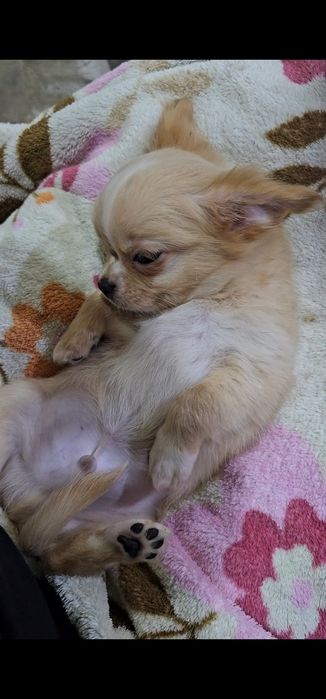 Шикарный малыш чихуахуа