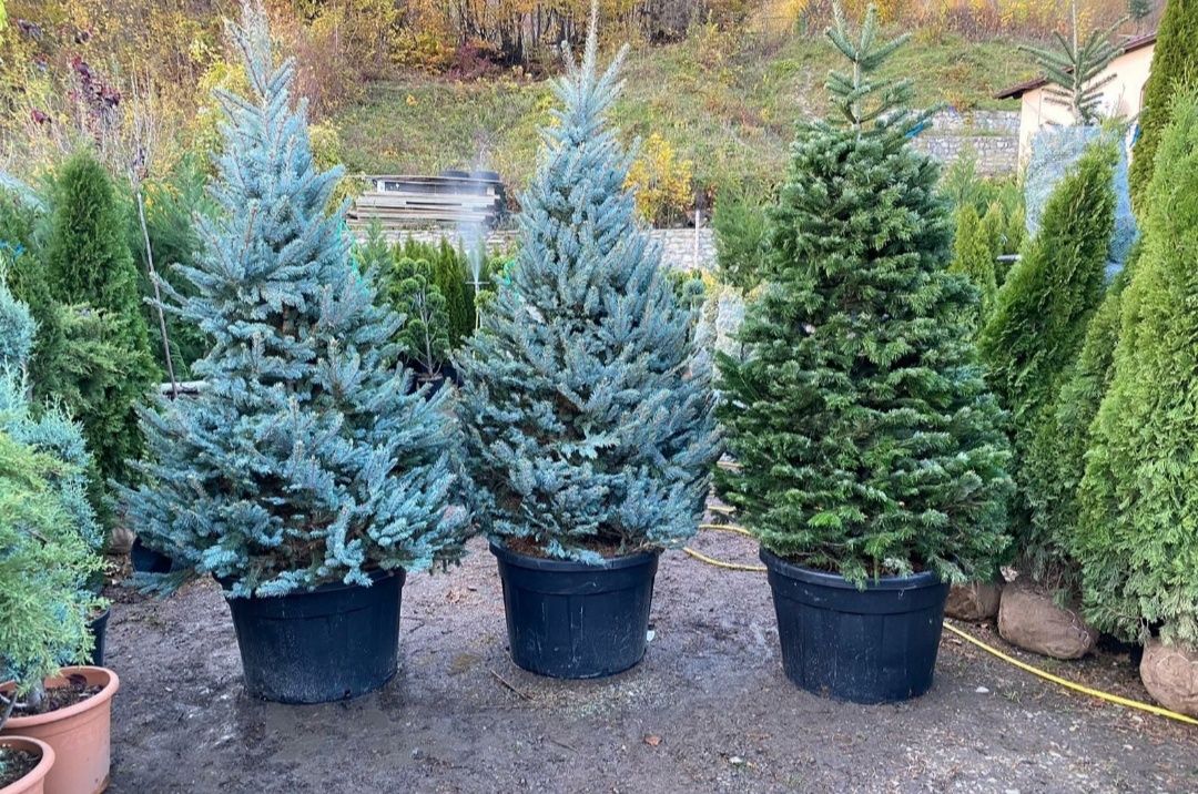 Tuia occidentalis smarald, columnaris, brazi. (Thuja smarl smaragd)