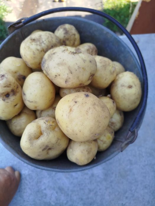 Картошка свежая продажа