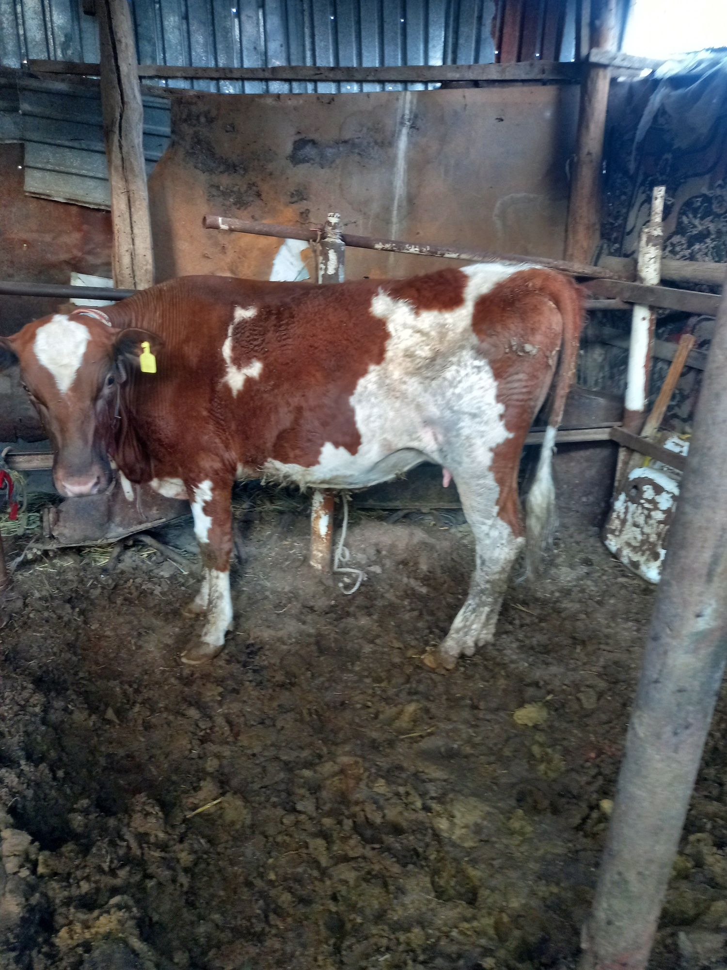 Продаётся коровы