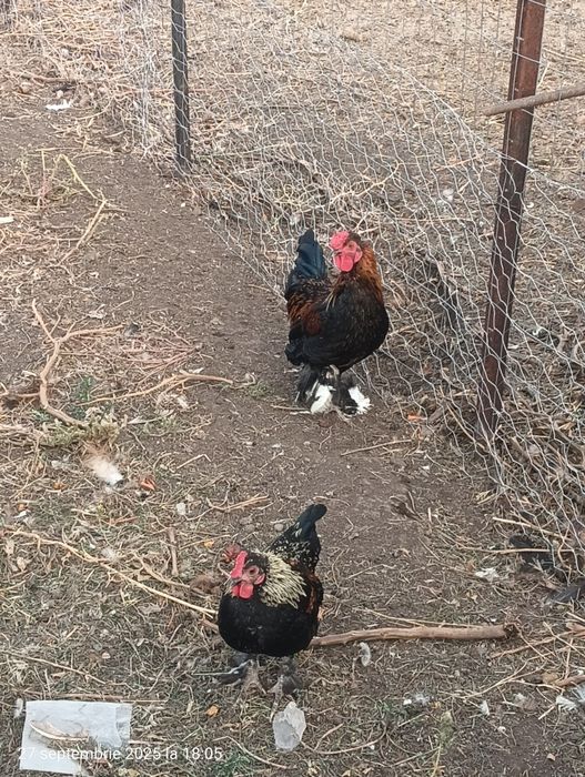 Cocosi pitici americani