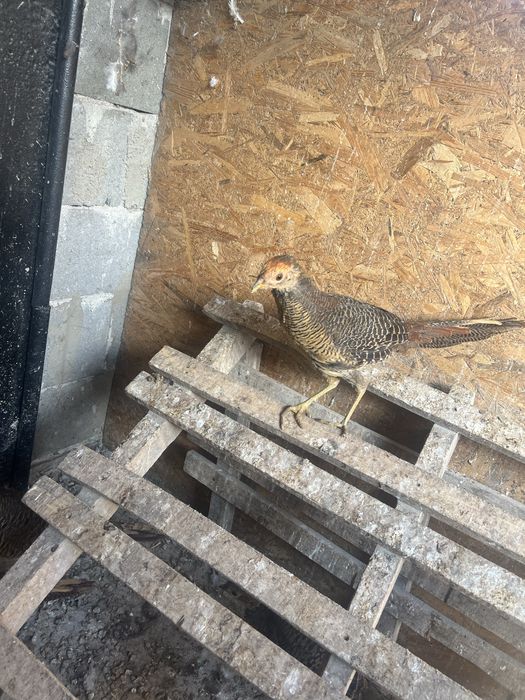 Fazani auriu pe rosu