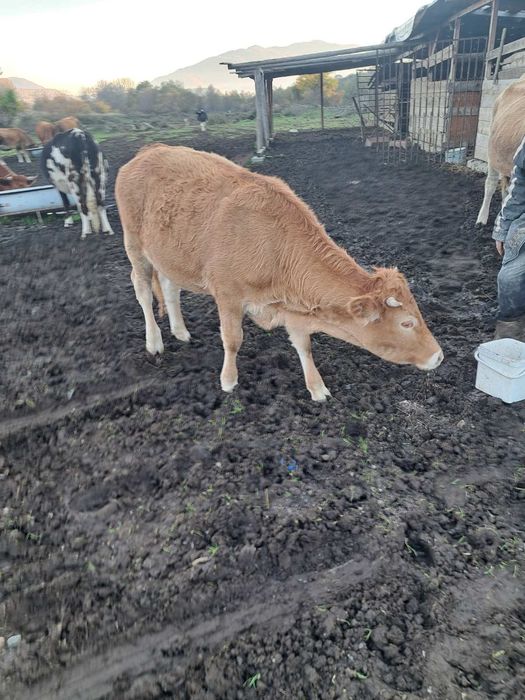 Продавам 5 женски телета