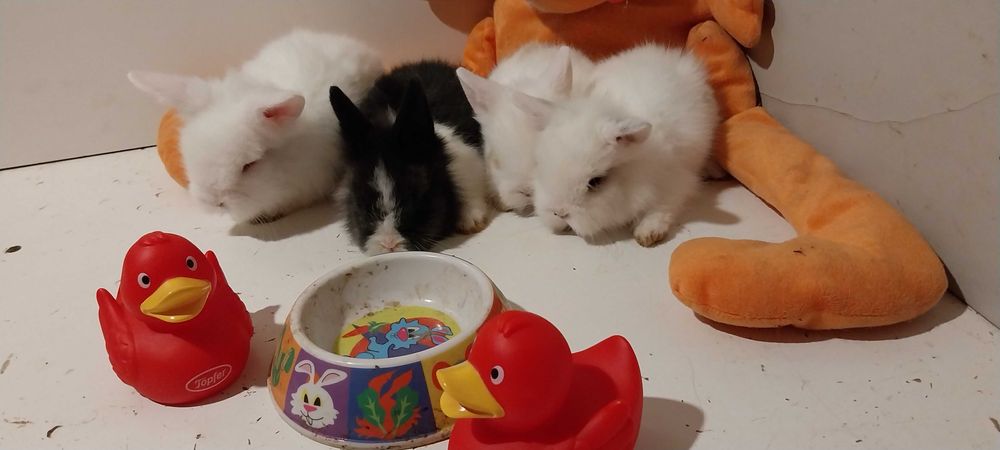 Iepurasi Pitici de Companie Iepuri Mini Toys