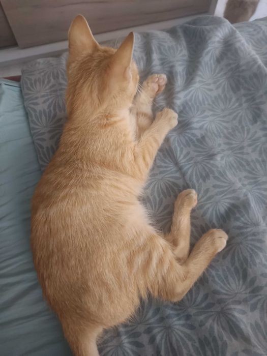 Garfield își caută căsuța