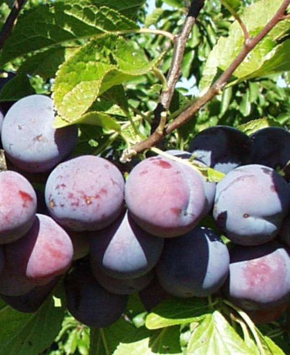 Prun Soiul Santa Rossa