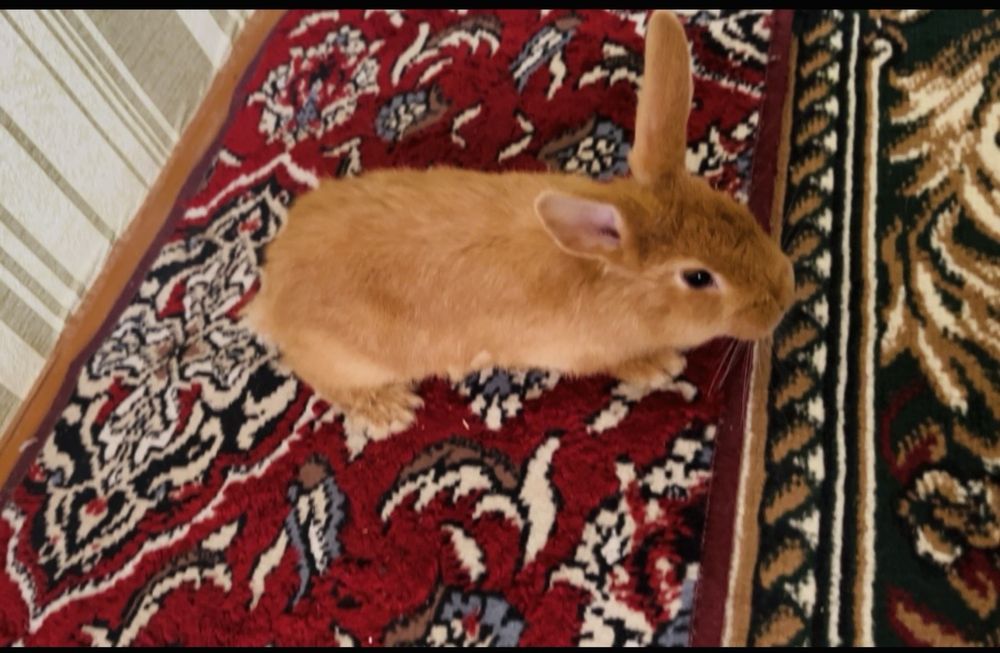 Burgun quyon sotiladi