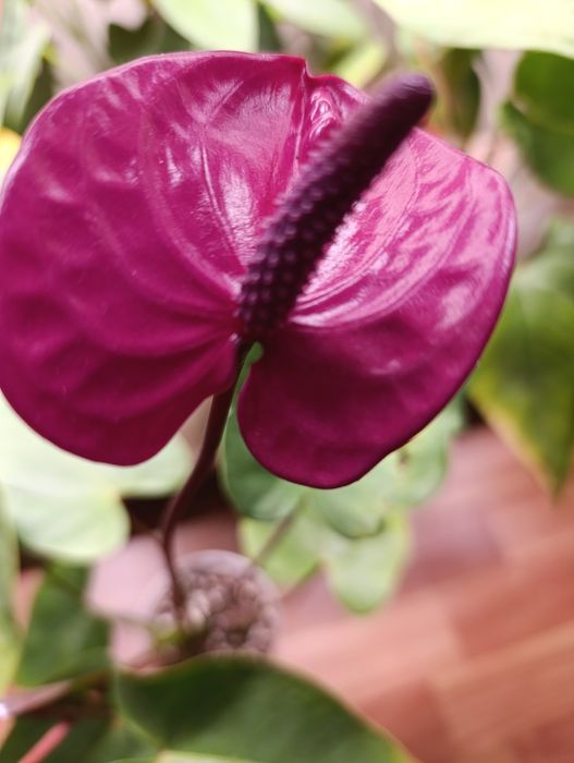 Комнатное растение