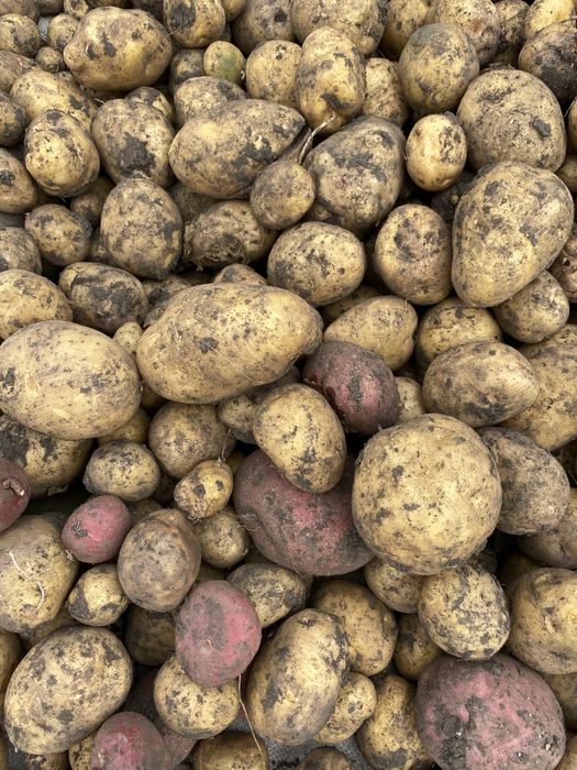 Продам Макинскую картошку