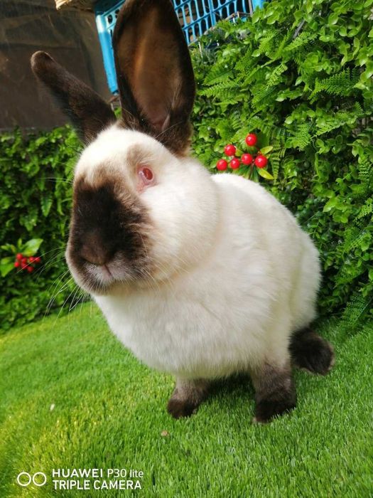 Фландр ва Калифорния тоза конли куёнлар сотилади