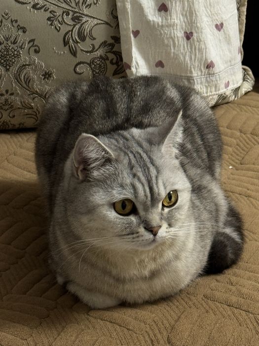 Отдам кота британца