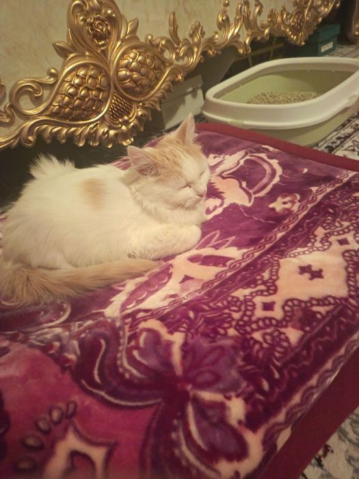 Tekinga mushuk Turetkiy Van