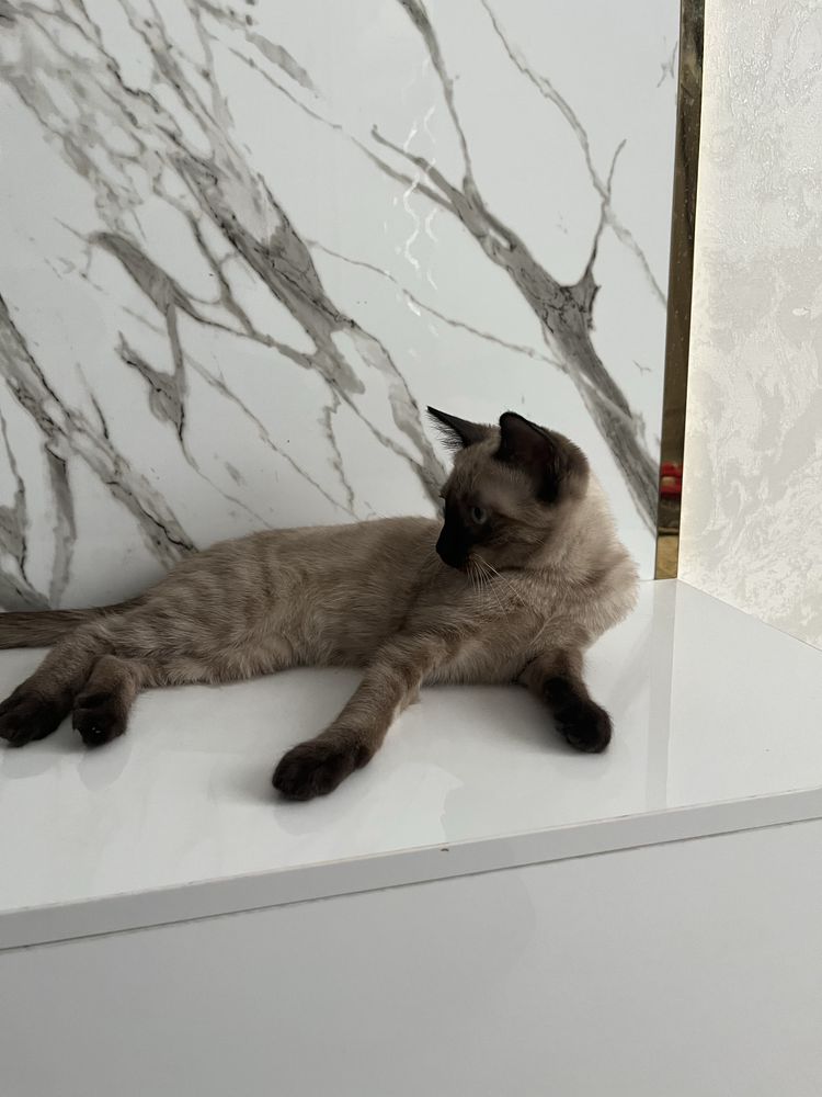 Кошка пародистая