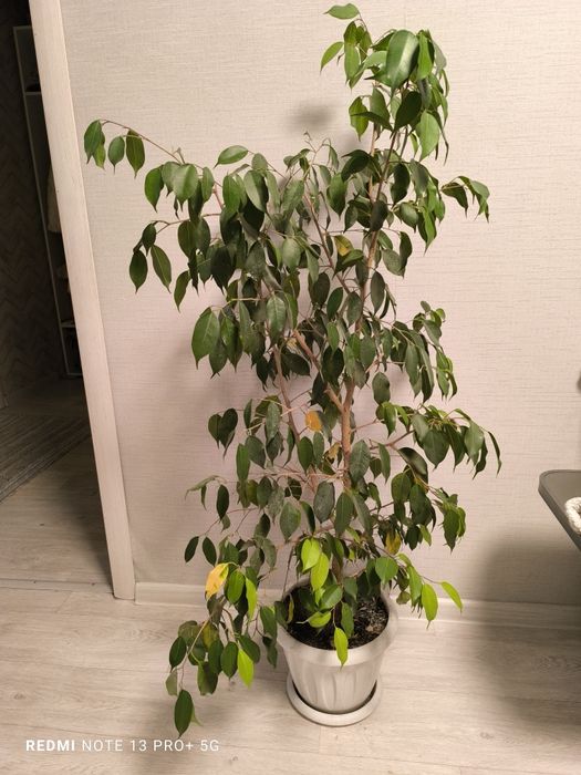 Продам фикус бенджамина