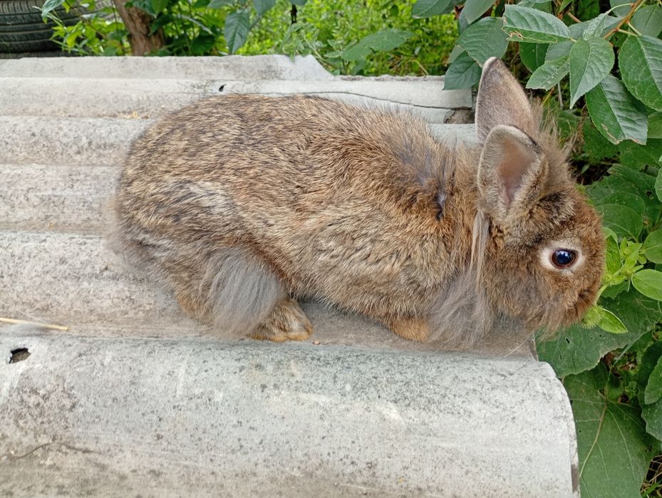 De vânzare detalii in privat. Județul Suceava