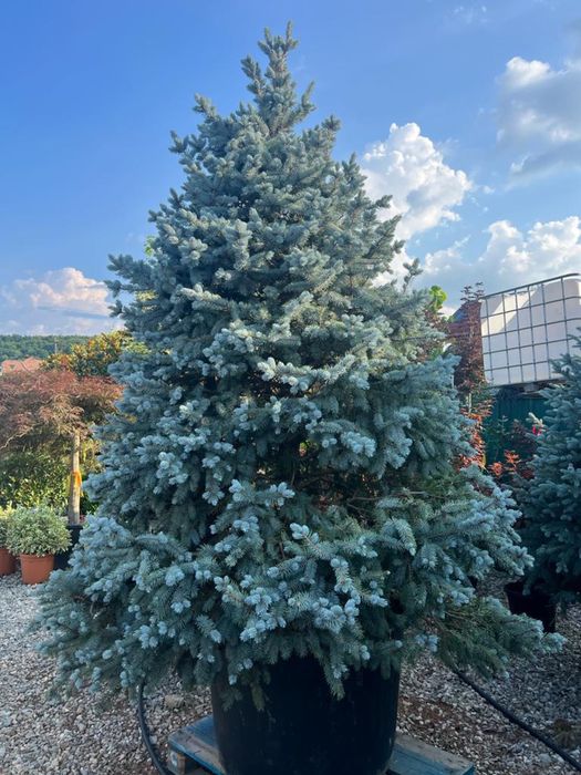 Brazi pentru sarbatori taiați si la ghiveci