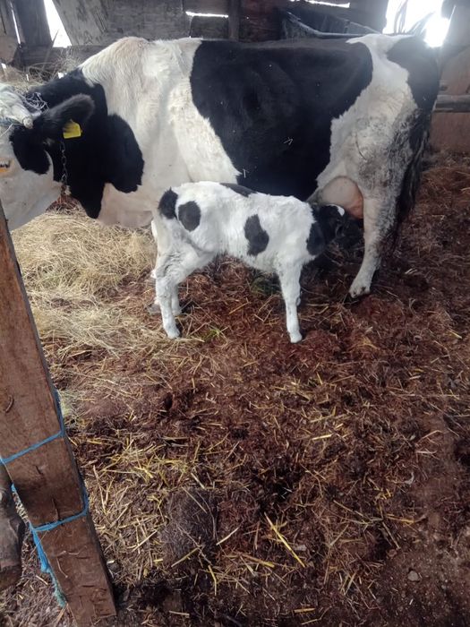 Vând vaca cu vitea   Aldești  județul Arad