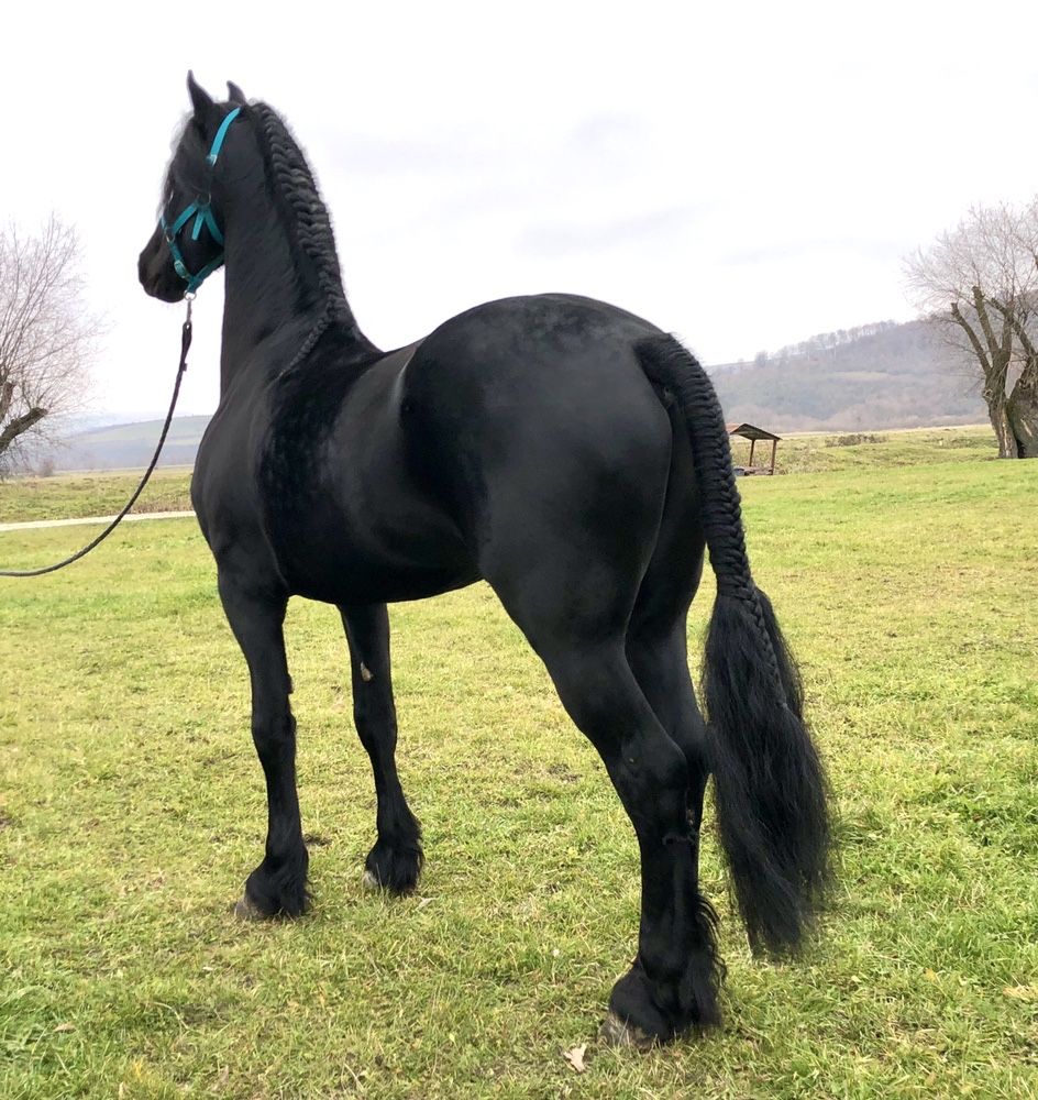 Friesian mânji iepe armăsari Frizian