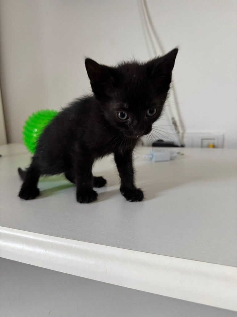 Pui de pisica pentru adopție