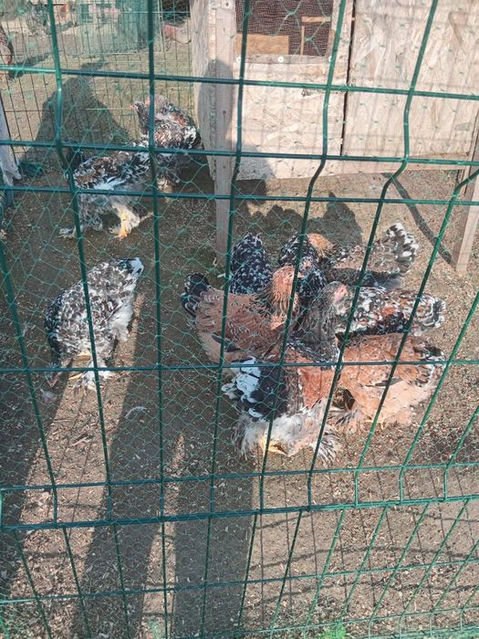 Brahma porțelan și bobat