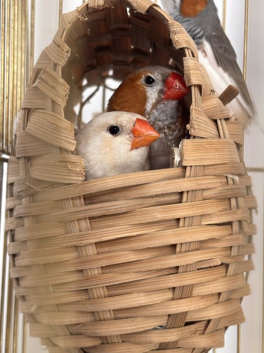 Schimb zebre australiene