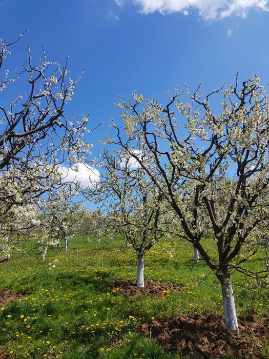 Teren arabil de vanzare/vie/livada in Tasnad