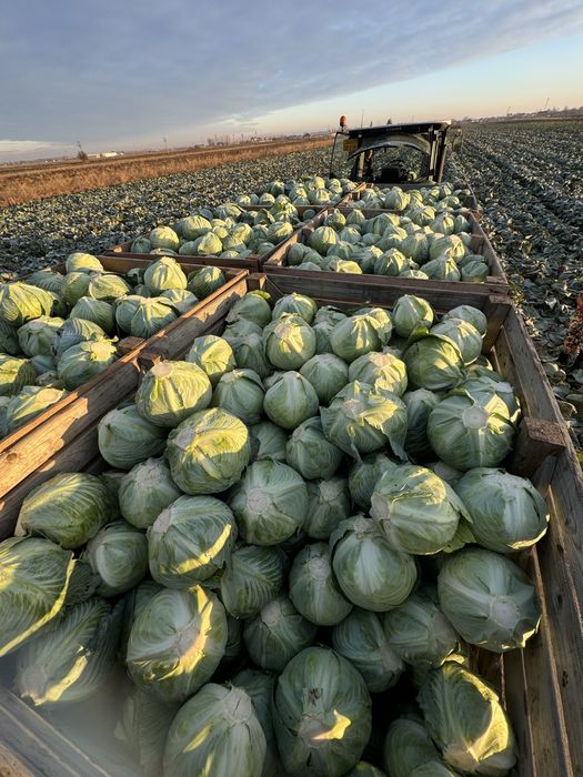 Varza de pastrare rosie Varza rosie