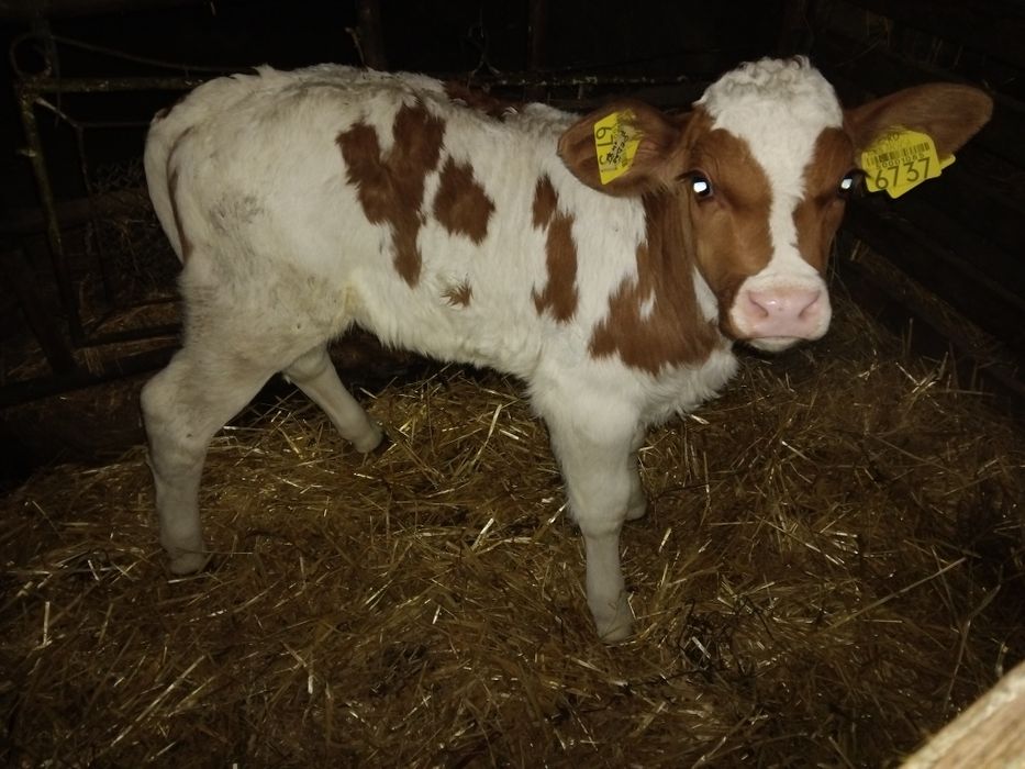 Vând doua  vitele foarte frumoase