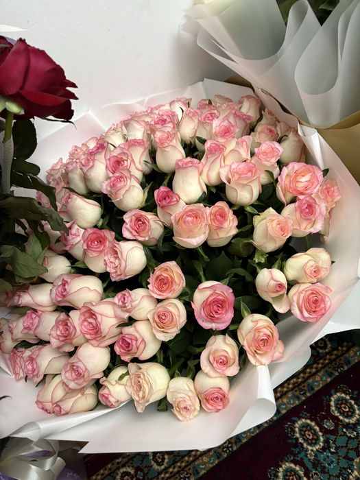 Цветы роза красивые