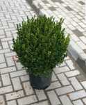 Buxus globular toate dimensiunile, Glob aurea, verde, enupar tarator