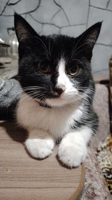 Отдам котенка,только в добрые руки