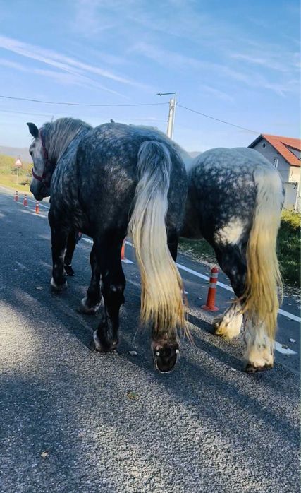 Mânză Percheron de 5 luni