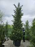 Vând leylandii și tuia smaragd