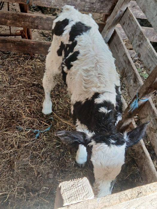 Vand tauras holstaing