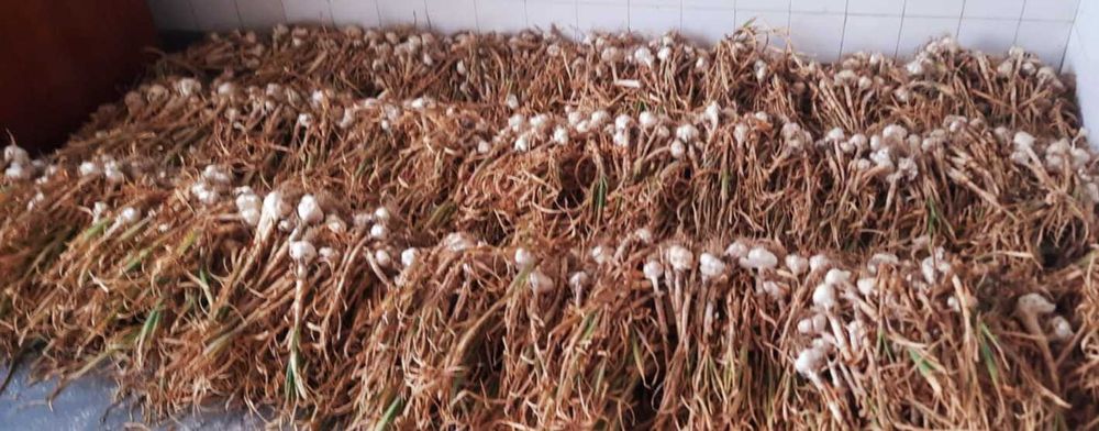 Български зимен чесън собствено производство! Без химикали и пестециди