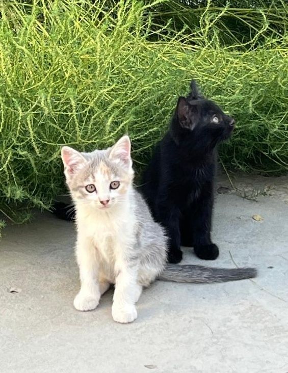 Котята бесплатно
