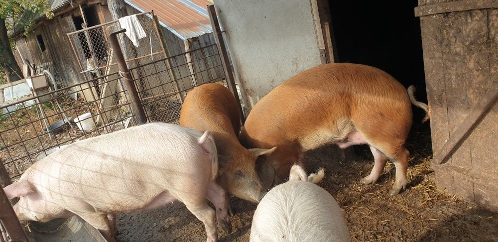 120-160 de kilograme