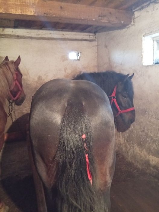 Cai cu căruța de vânzare