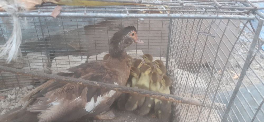 O’rdak bollari bilan