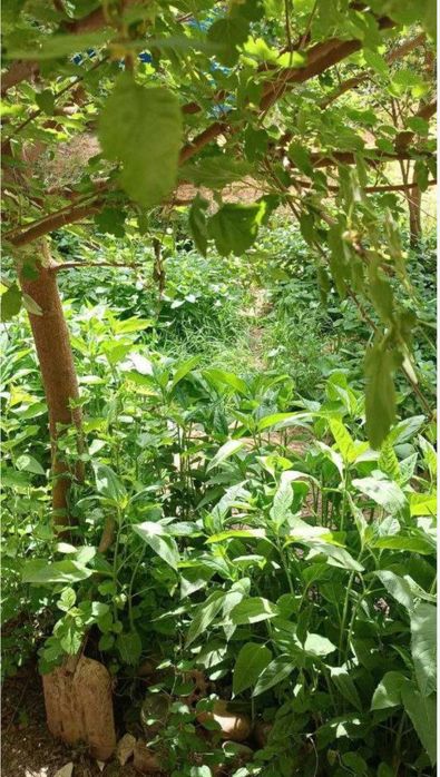 Чиланзар 9 кв 3/1/4