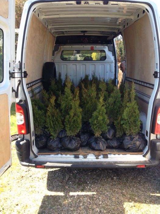 Pepiniera vindem arbori si arbusti ornamentali (TUIA, GARD VIU)