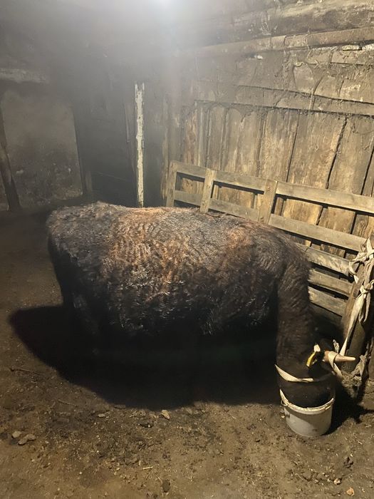 Бұқа 1,5 жасарлық