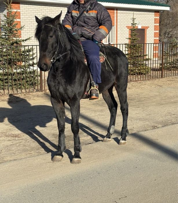 Жорга документпен россиядан келген