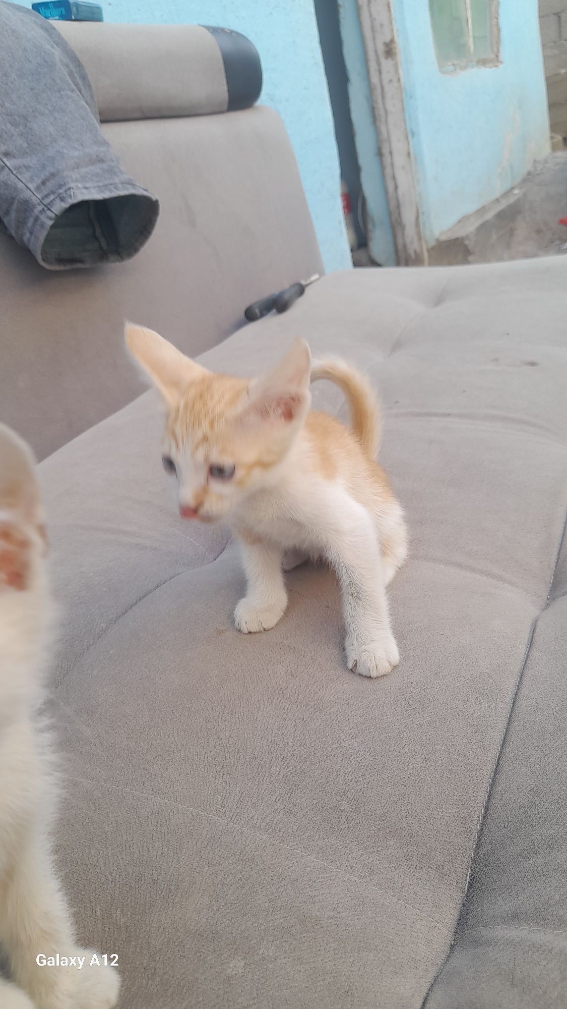 Котята бесплатно